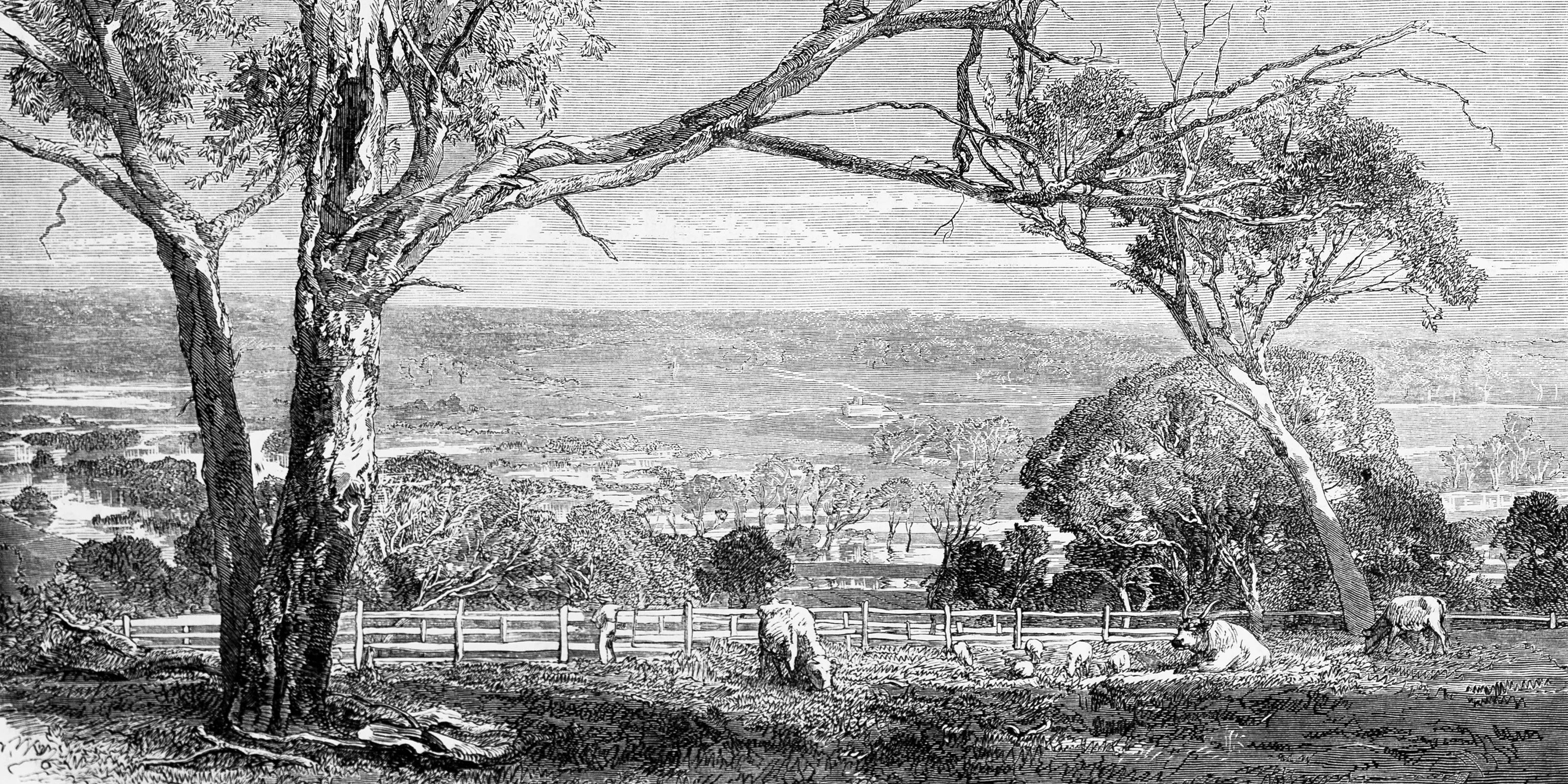 Historisches Bild von Rinder auf einer Wiese.