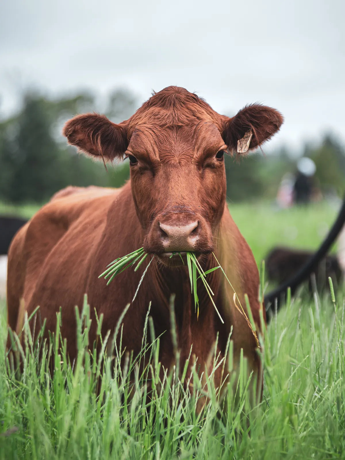 Bild von einer Kuh auf der Wiese mit Gras im Maul.