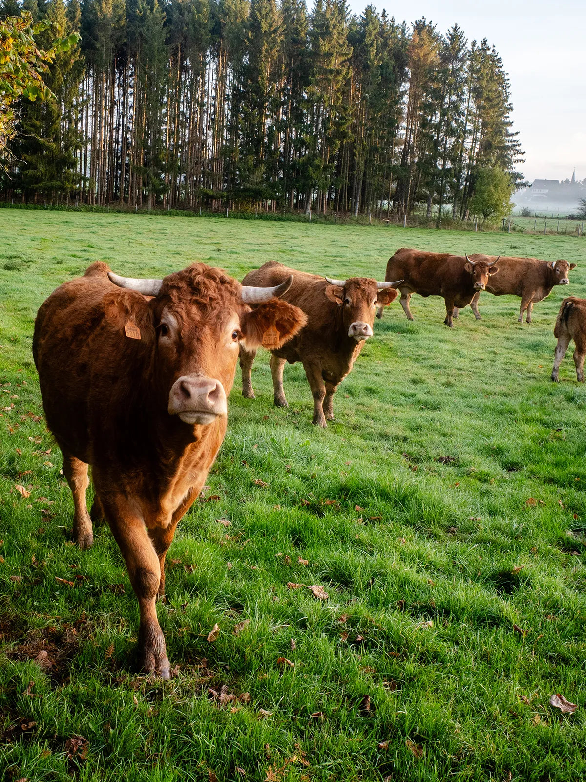 Tierwohl beginnt mit artgerechter Haltung. Bild von Kühen auf einer Wiese